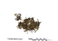 藏品(鱗葉鳳尾苔)的圖片